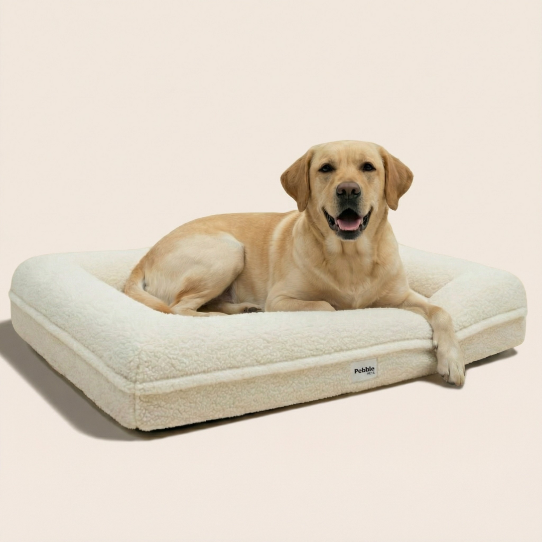 De Teddy - Creme Wit